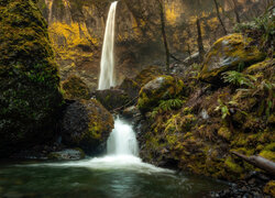 Las, Wodospad, Elowah Falls, Omszona, Skała, Kamienie, Rzeka, McCord Creek, Oregon, Stany Zjednoczone