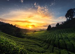 Cameron Highlands, Stan Pahang, Malezja, Plantacja, Wschód słońca