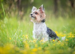 Yorkshire terrier w trawie