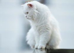 Biały, Kot perski