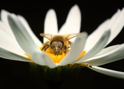Zbliżenie pszczoły na białym kwiatku
