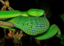 Zielony, Wąż, Żmija zielona