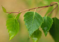 Zielone listki brzozy