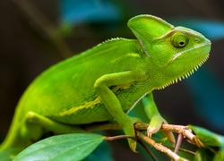 Zielony kameleon na gałązce