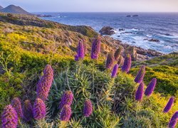 Fioletowe, Kwiaty, Żmijowiec wspaniały, Morze, Wybrzeże, Big Sur, Kalifornia, Stany Zjednoczone
