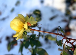 Żółta róża na śnieżnym tle