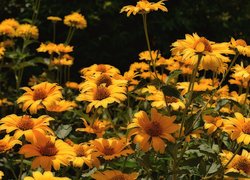 Kwiaty, Żółte, Słoneczniczki szorstkie, Zbliżenie