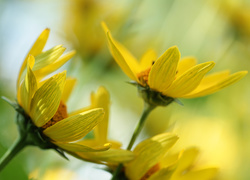 Słoneczniczki szorstkie, Żółte, Kwiaty