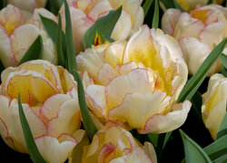 Kwiaty, Żółte, Tulipany, Bukiet, Liście