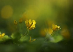 Ziarnopłony wiosenne, Żółte, Kwiaty