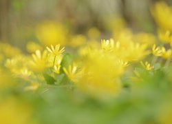 Żółty ziarnopłon wiosenny na rozmytym tle