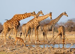 Żyrafy przy wodopoju