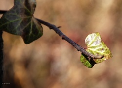 Oryginalny obrazek