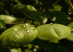 Oryginalny obrazek