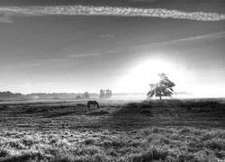 Szary + Sepia