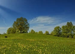 Oryginalny obrazek