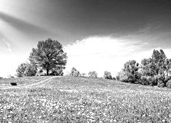 Szary + Sepia