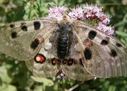 Oryginalny obrazek