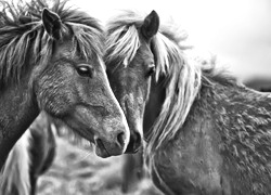 Szary + Sepia