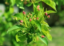 Oryginalny obrazek