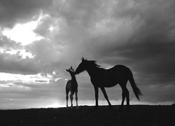 Szary + Sepia