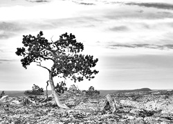 Szary + Sepia