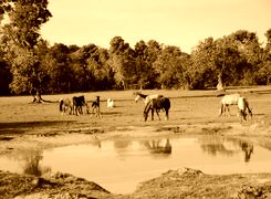 Sepia