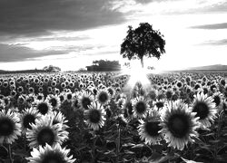 Szary + Sepia