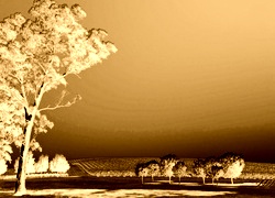 Sepia + Negatyw