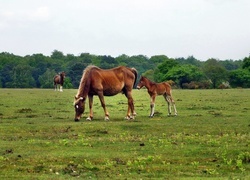 Oryginalny obrazek