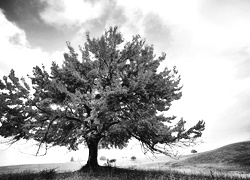 Szary + Sepia