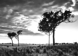 Szary + Sepia