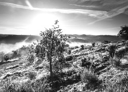 Szary + Sepia