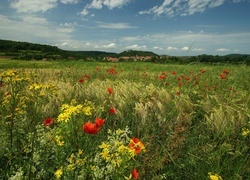 Oryginalny obrazek