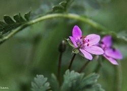 Oryginalny obrazek