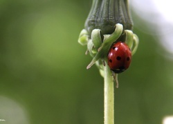 Oryginalny obrazek