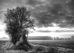 Szary + Sepia