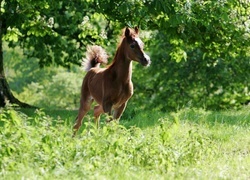 Oryginalny obrazek