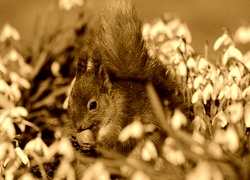 Sepia