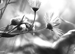 Szary + Sepia