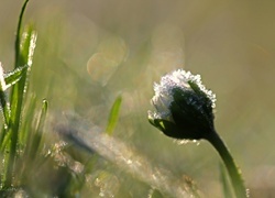 Oryginalny obrazek