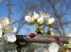 Oryginalny obrazek