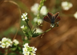 Oryginalny obrazek