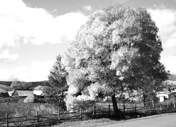 Szary + Sepia