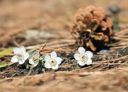 Oryginalny obrazek