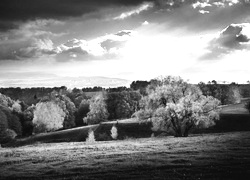 Szary + Sepia