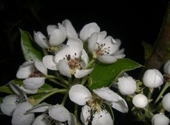 Oryginalny obrazek