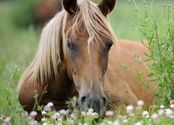 Oryginalny obrazek