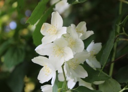 Oryginalny obrazek