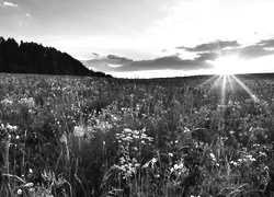 Szary + Sepia